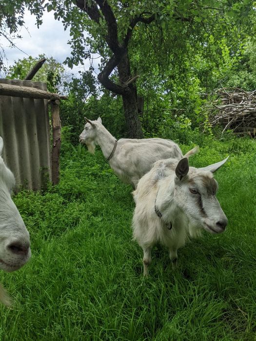 Кози і козенята зааненської породи