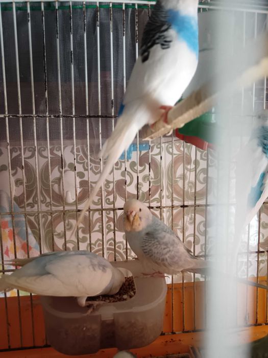 Piriquitos com cerca de um ano para venda