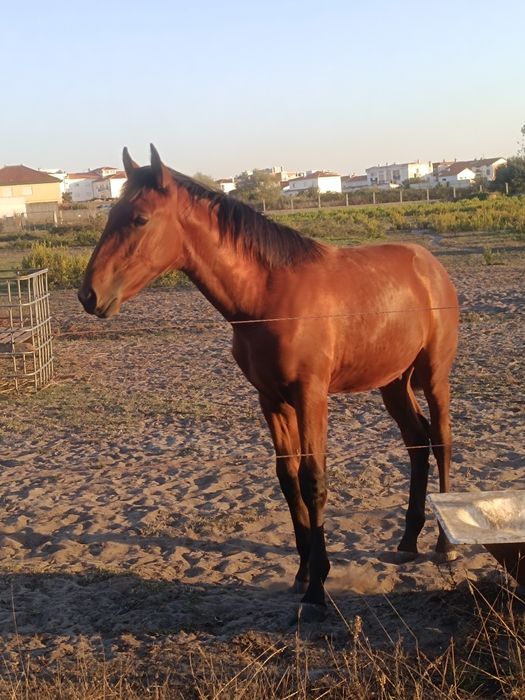 Poldro  Lusitano