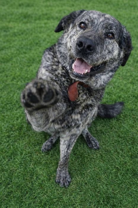 Do adopcji Lucky 3lata