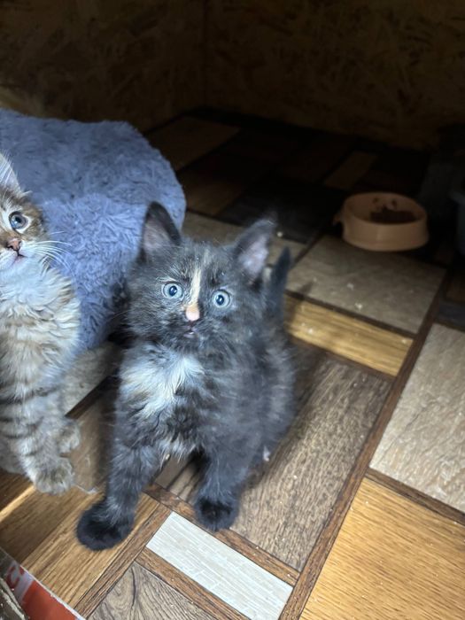 Необычный окрас  котёнок бесплатно