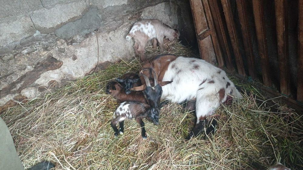 Vendo Crias de Cabras Anãs