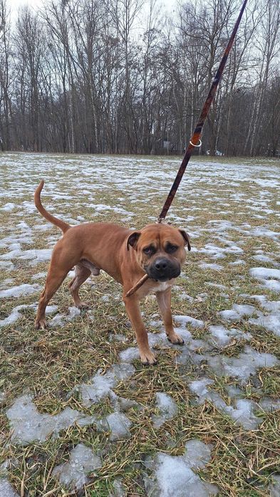 Pies Nr 17/26 DROGO Schronisko Psikot Chorzów