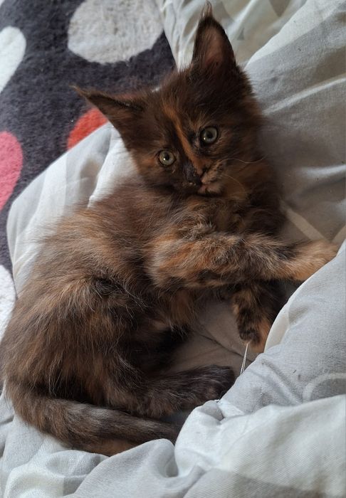 Kotka  maine coon.  Częstochowa