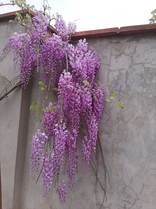 Продам семена глицинии