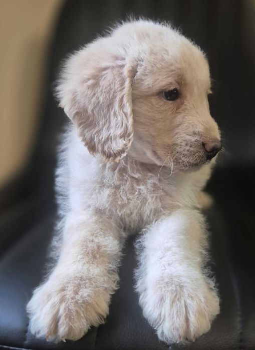 LABRADOODLE Śliczny Chłopiec ! Gotowy do odbioru !