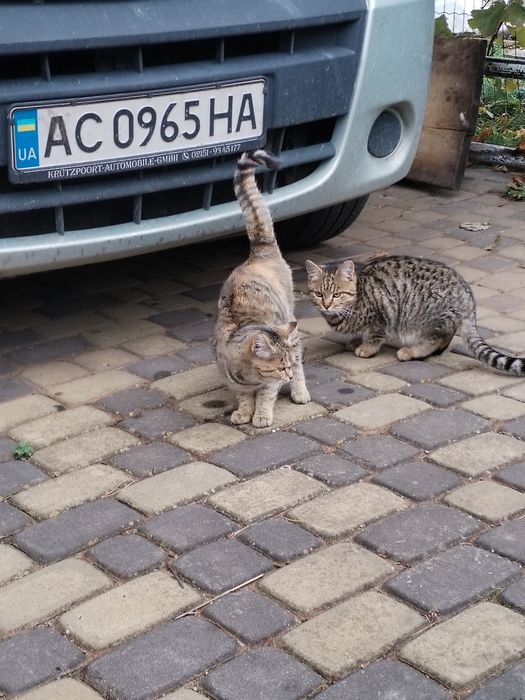 Молоді кошенята в добрі руки. Безкоштовно.