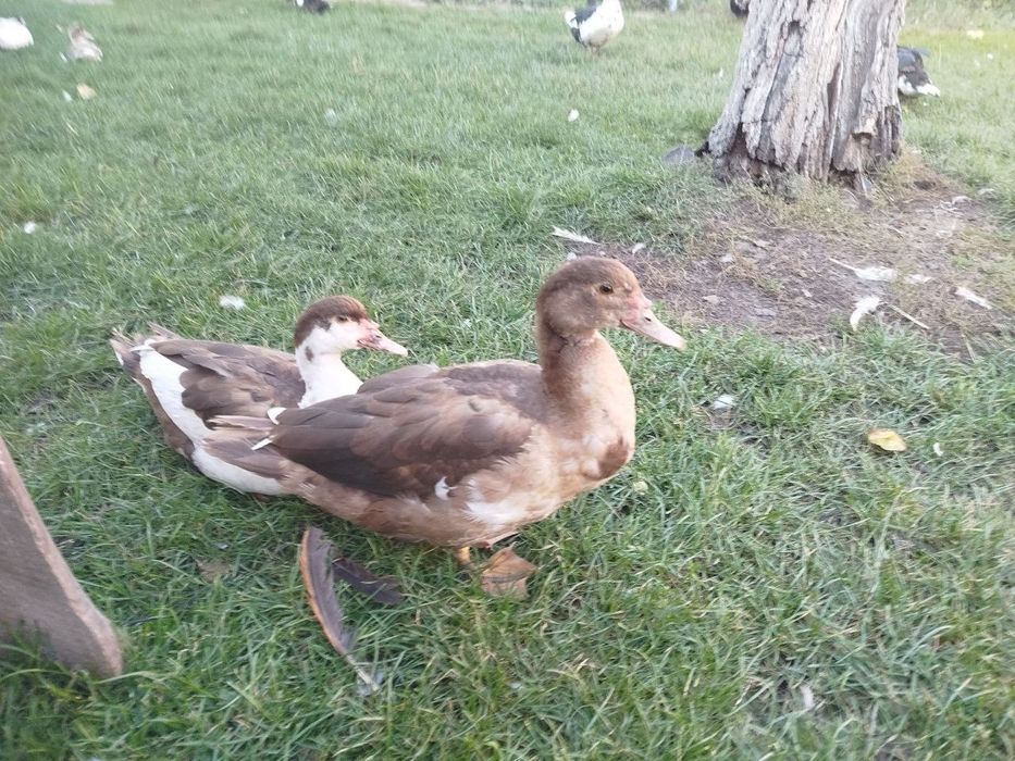 Індокачка, качур шипун, качки