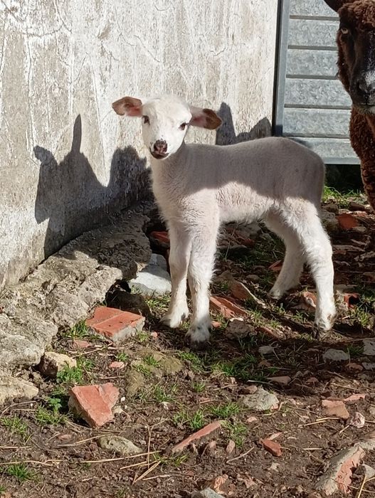 Vendo ovelha e  borrega