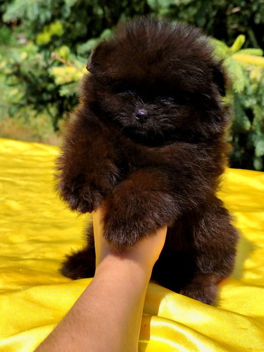 Шикарний чорний ведмедик