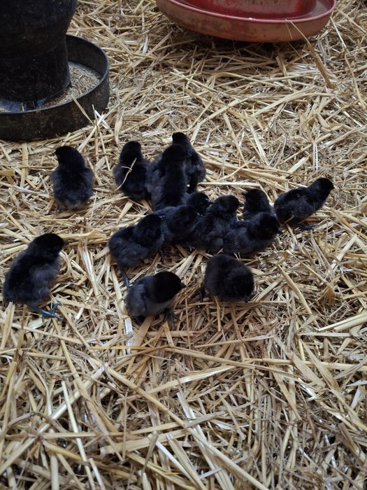 Sprzedam ayen cayeni