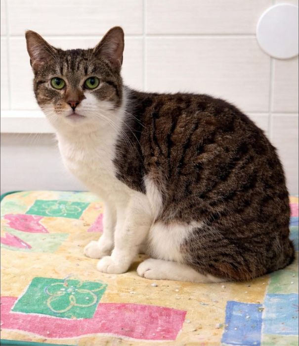 Luna - kotka do adopcji!