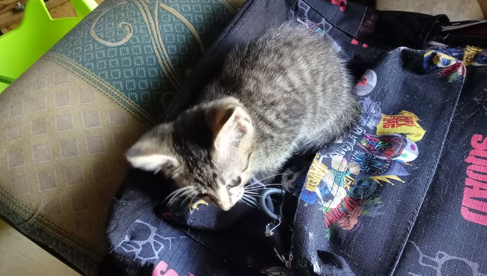 Gatinho para adoção