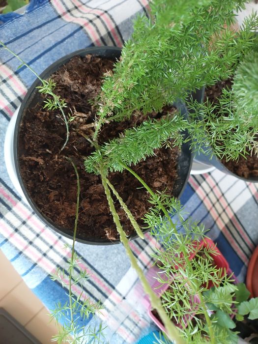 Аспарагус  Майера(Asparagus meyeri)