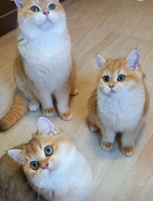 Золота шиншила котенята