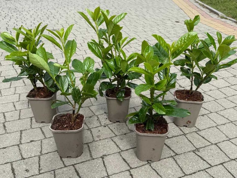 Laurowiśnia Novita Rotundifolia! Wschodnia! Do 200 cm! Dostawa PL
