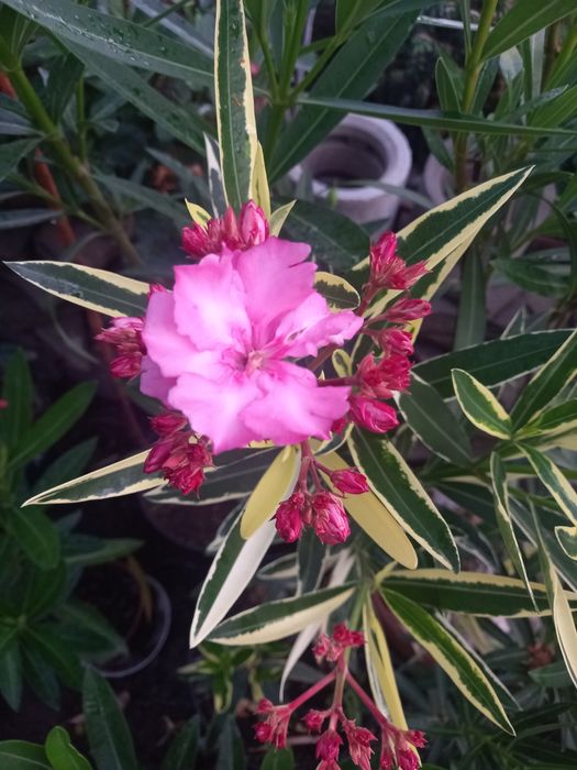 Олеандры разных цветов,лагерстремия