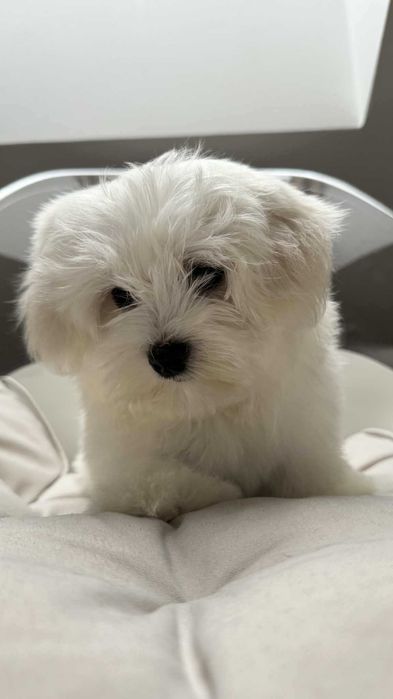 Mini Piesek Maltańczyk z Rodowodem Chipem