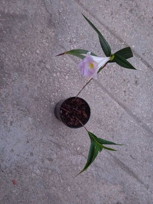 Vaso com Orquídea