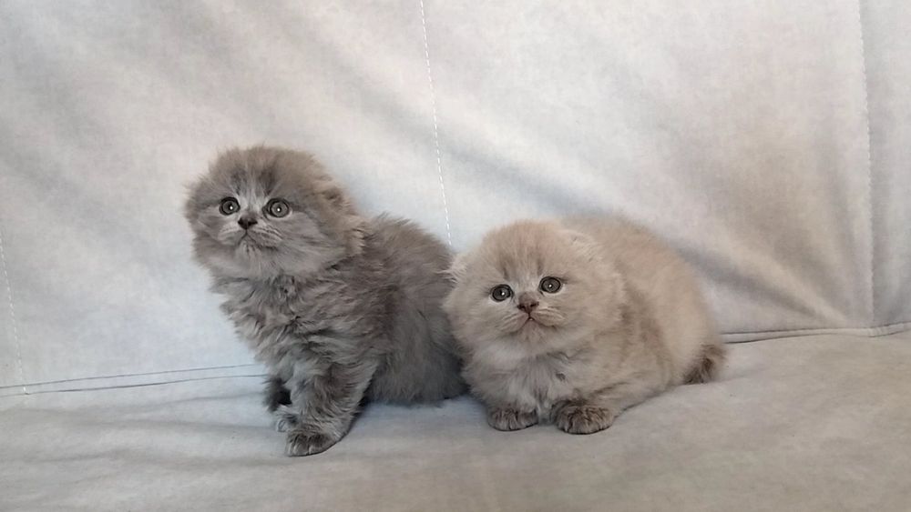 шотландські висловухі котенятка