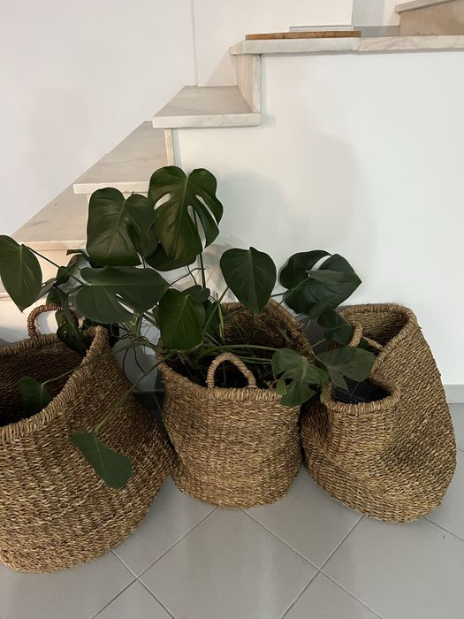 CESTO GRANDE SEAGRASS COM ASAS
