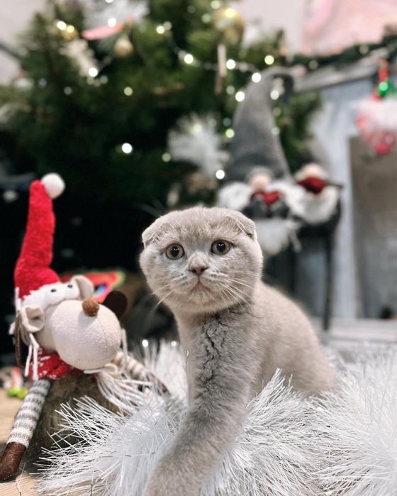 Вязка . Скоттиш - фолд .