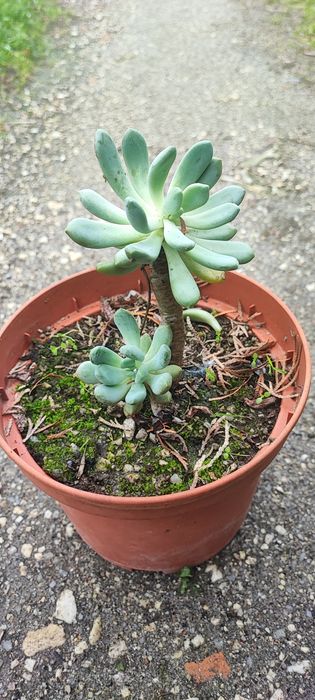Planta suculenta