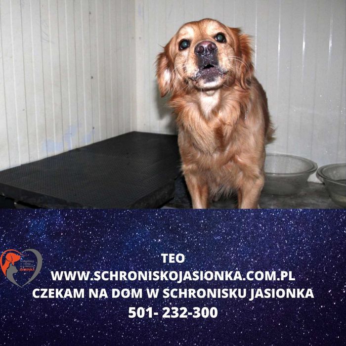 Teo do adopcji – Schronisko Jasionka