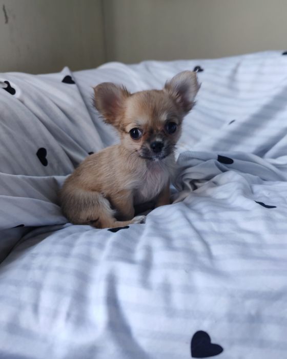 Chihuahua Fêmea pelo longo