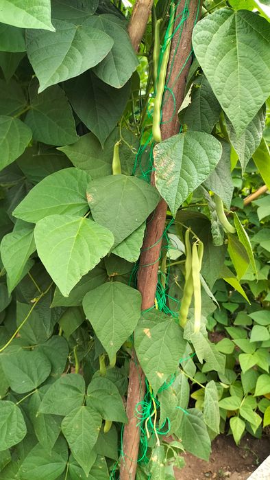 Produtos hortícolas