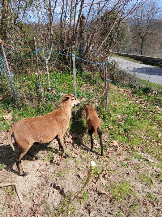 Vendo anho com 3 meses