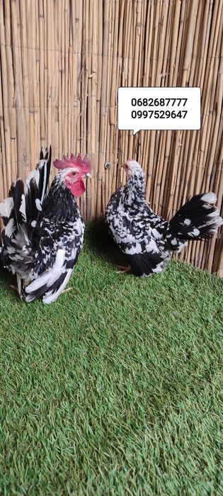 Куры карликовые Шабо