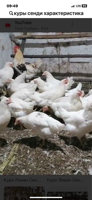 Продаються кури різних порід