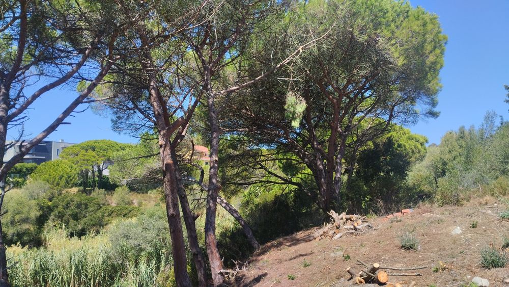 Limpeza de terreno e jardim