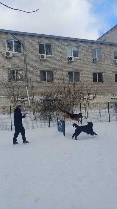Кінолог. Вигул собак у вашому районі + заняття та перетримка