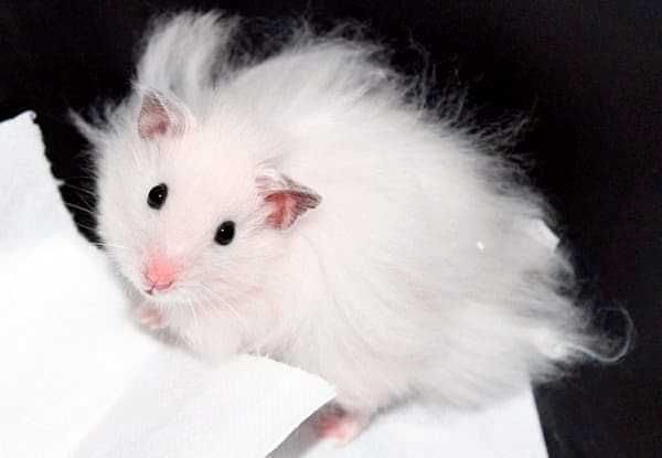 Роскошные королевские ангорские хомячки, белоснежного окраса, хомяки
