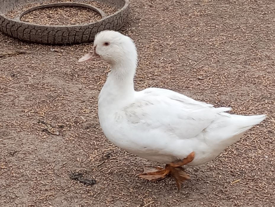 Sprzedam kaczki mulardy mięsne