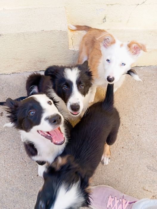 Border Collie cachorrinhos
