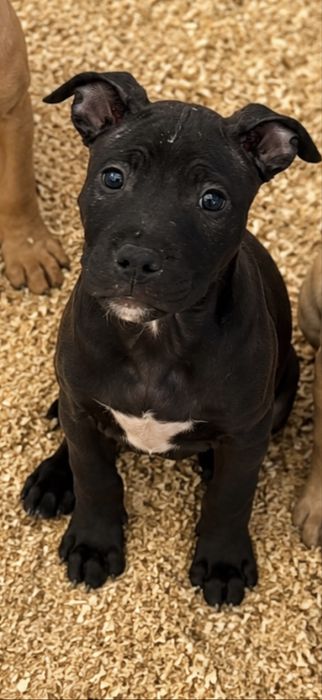 Pit Bull Macho Puro