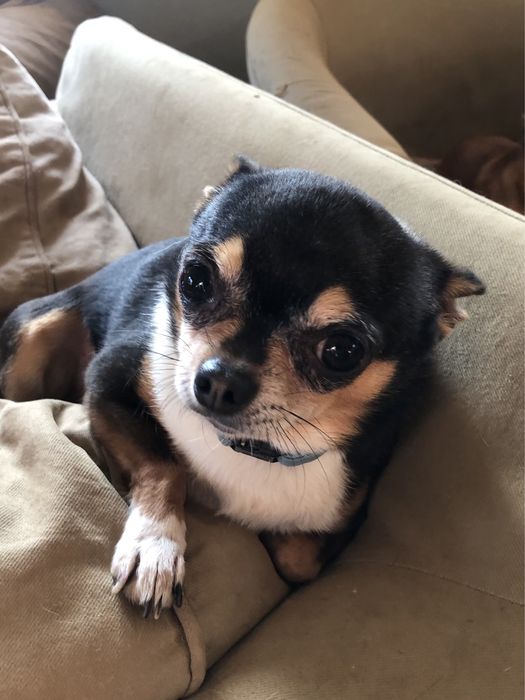 Chihuahua piesek tricolor FCI