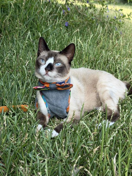 Lucky - gato super meigo para adoção responsável