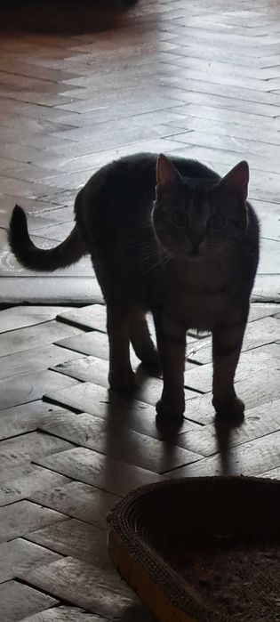 Зеленоока киця Попелюшка у пошуках своєї казки!