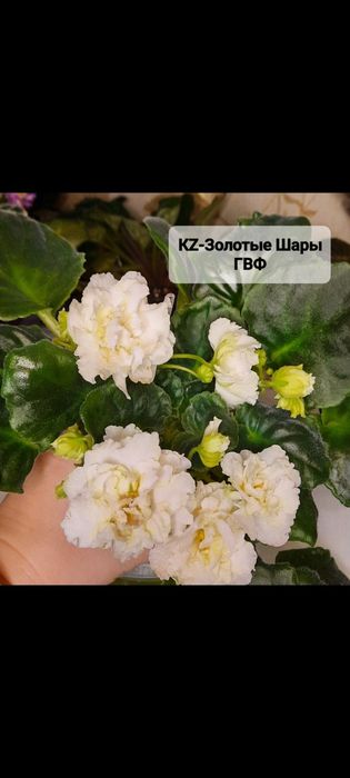 Дітки сортової фіалки ,від 35 грн