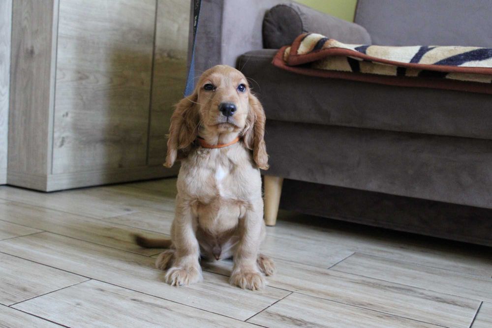 Cocker spaniel angielski Piesek