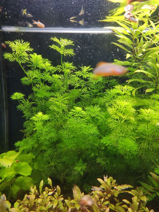 Limnophila Sessiliflora