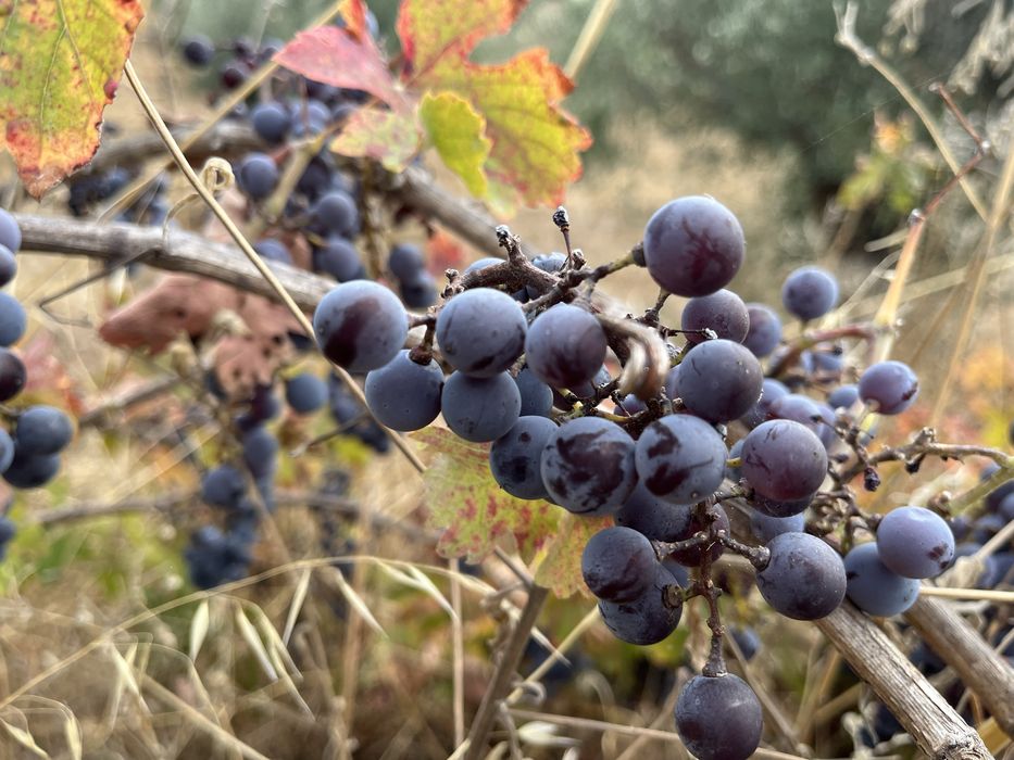Terreno Rústico — Capinha, Fundão
