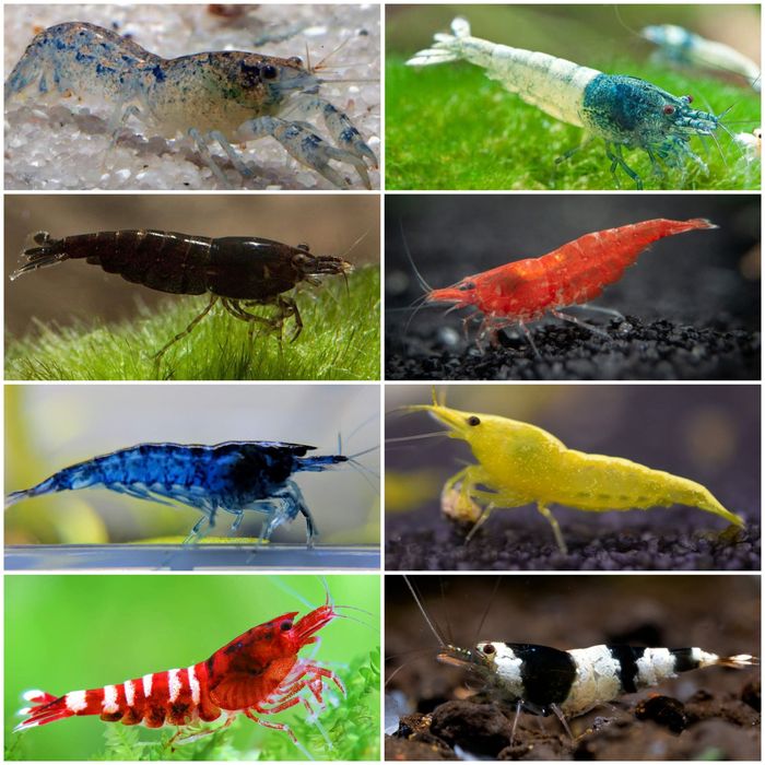 Aquasousa.com - Camarões Neocaridina/Madeira/Amano e Caracóis