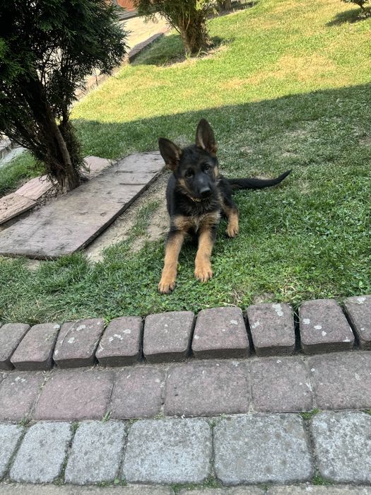 ЧИСТО кровні вімецькі вівчарки