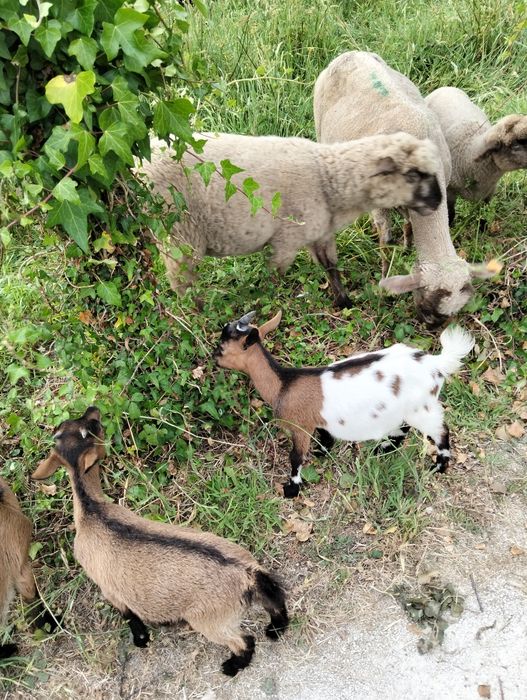 Cabras.     anãs