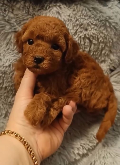 Дівчинка той пудель